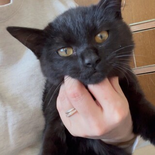 ５つ子ちゃんで甘えん坊の黒猫メス