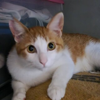 手術済み ちくわちゃん 三重県 猫の里親募集 ペットのおうち 月間利用者150万人