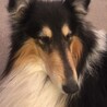 【募集停止中】優しいイケワン☆ラフ・コリー☆ぽっけ サムネイル3