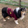 【募集停止中】優しいイケワン☆ラフ・コリー☆ぽっけ サムネイル4