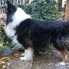 【募集停止中】優しいイケワン☆ラフ・コリー☆ぽっけ サムネイル5