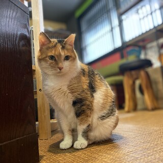 ふっくら美人猫☆ふじこ