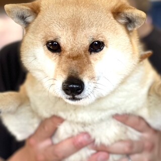 豆柴 を含む犬の里親募集情報 ペットのおうち 月間利用者150万人