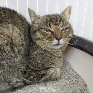 処分対象です。収容期限4/20朝迄