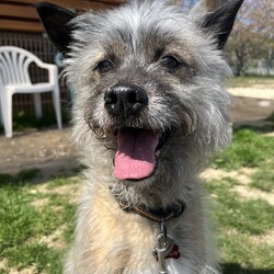 犬猫合同譲渡会