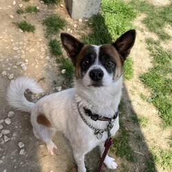 犬猫合同譲渡会 サムネイル2