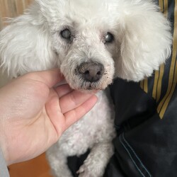 犬猫合同譲渡会 サムネイル3