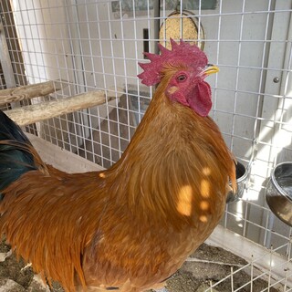 名古屋コーチン　成鳥♂