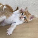 やんちゃな茶トラ仔猫　
