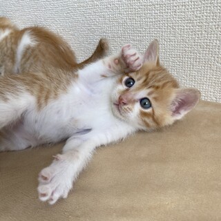 やんちゃな茶トラ仔猫　