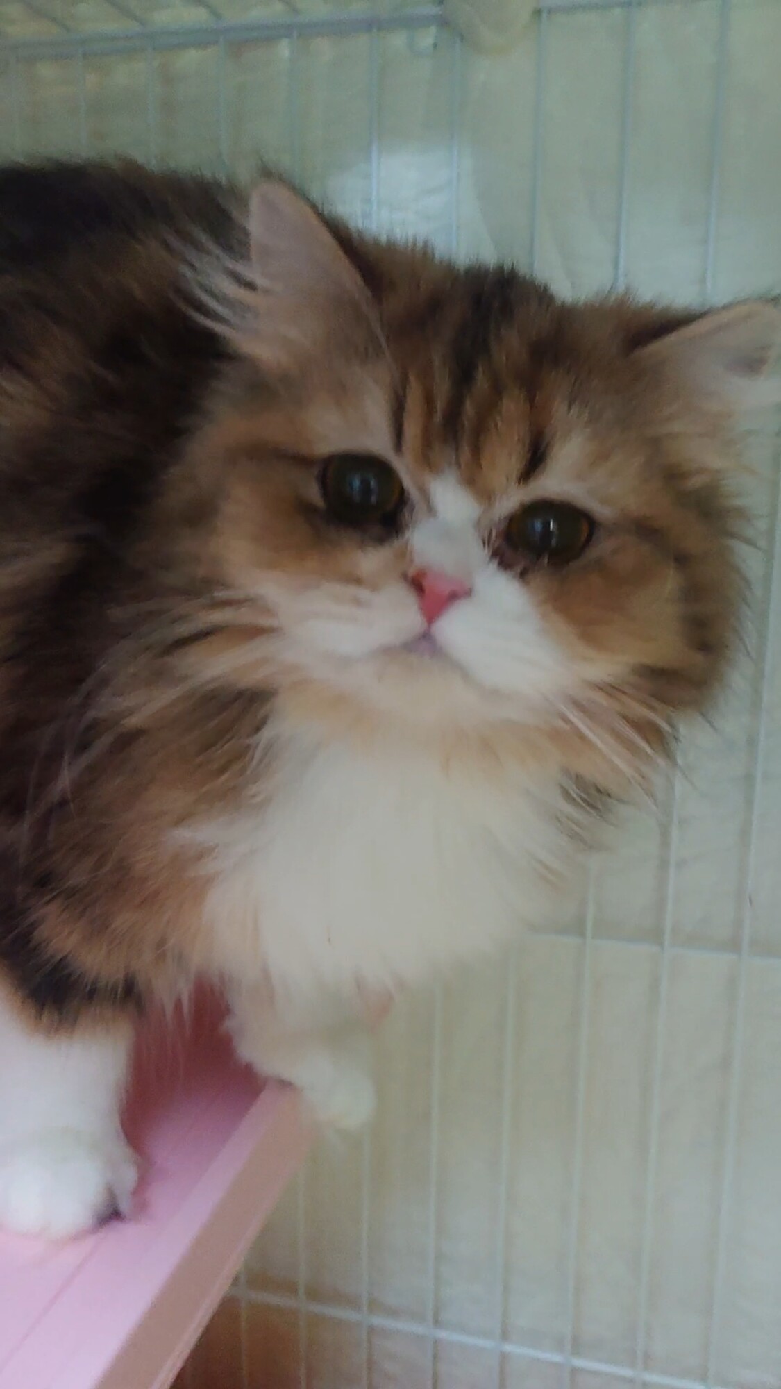 ミヌエット るるちゃん 東京都 猫の里親募集 ペットのおうち 月間利用者150万人