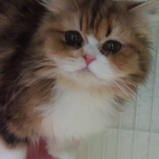 ミヌエット⭐るるちゃん⭐女の子・2歳・長毛足長