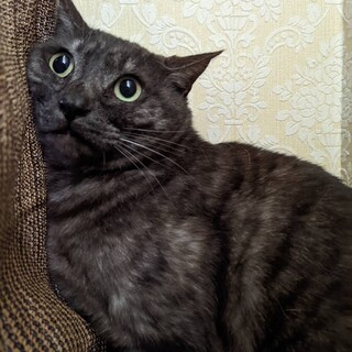 黒猫のスズくん