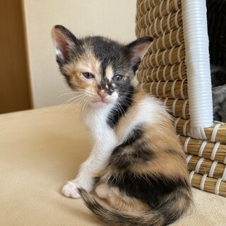 一番小さいけど食欲旺盛！女の子の三毛猫仔猫