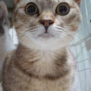 すごく甘えん坊の女の子【譲渡会参加】