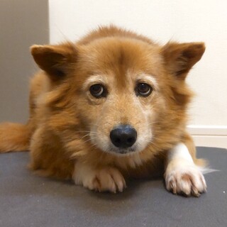 お散歩大好き、モフモフ女子むつみ