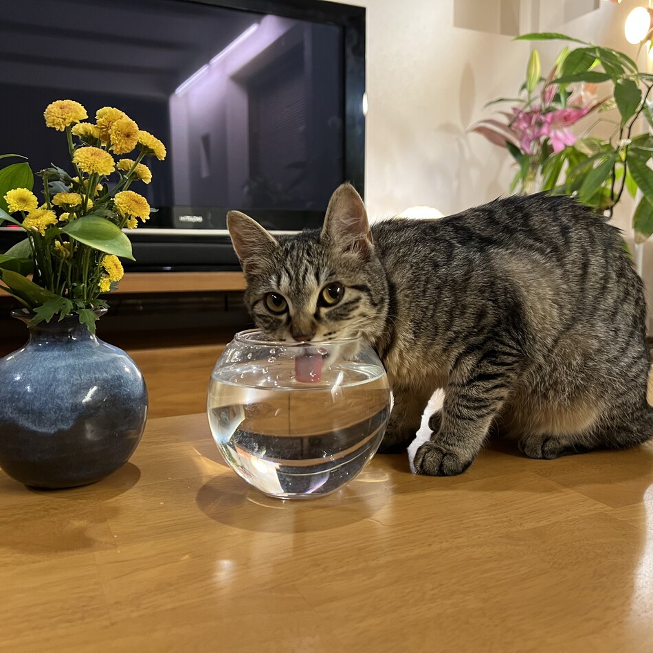 みんみんのカバー写真