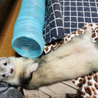 フェレット里親募集しています。