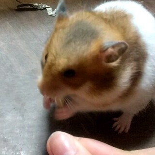 ゴールデンハムスター