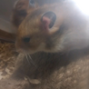 ゴールデンハムスター サムネイル2