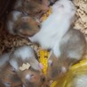 ゴールデンハムスター サムネイル3