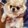 チワワのトトちゃん♀️５才 サムネイル4