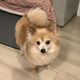 『4/17（日）犬の譲渡会in南大井』に参加