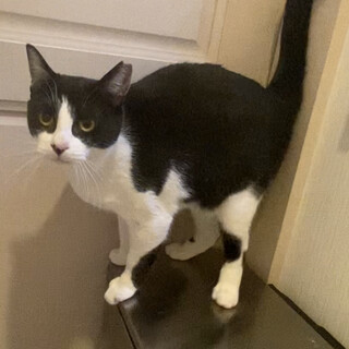 なれなれ♡りんちゃん♀1歳