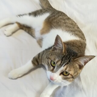 元気なキジしろの雌猫