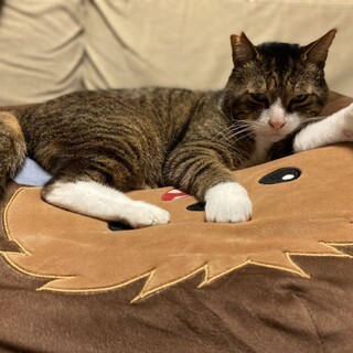 実はゴロスリ、ジャイアンです