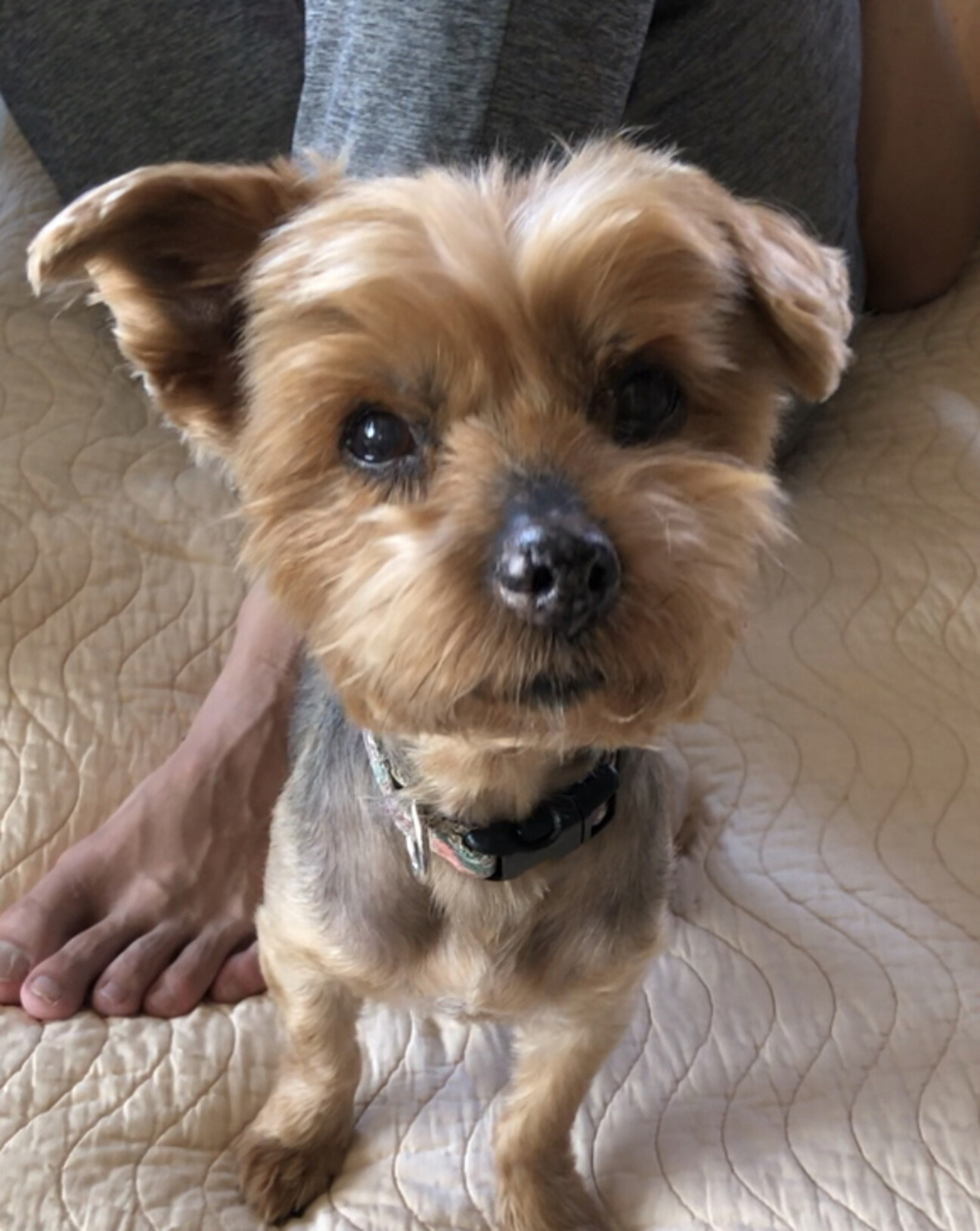 甘えん坊のヨーキーの女の 埼玉県 犬の里親募集 ペットのおうち 月間利用者150万人