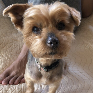 甘えん坊のヨーキーの女の子コッペちゃん