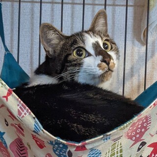 無邪気で可愛い♡グラくん《4/24譲渡会参加》