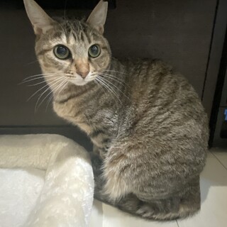 性格◎ももねちゃん♀2歳くらい