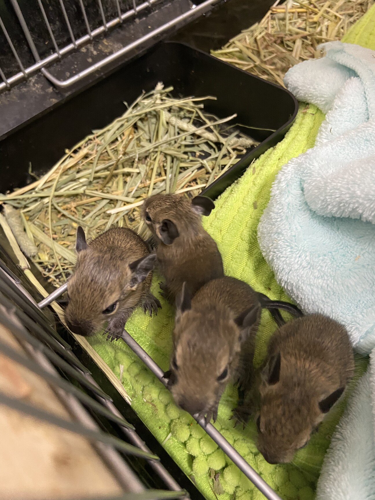 追記 デグーの赤ちゃん 山口県 小動物の里親募集 ペットのおうち 月間利用者150万人
