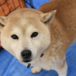 かっこいいアキラ！