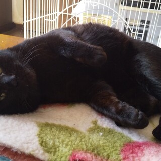 おっとり優しいブサかわ黒君