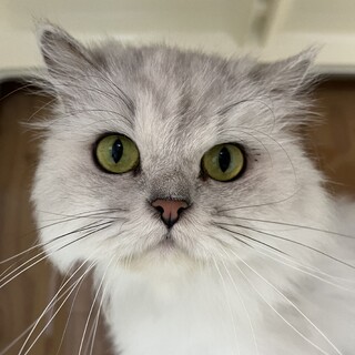 ぴーこちゃん里親募集中