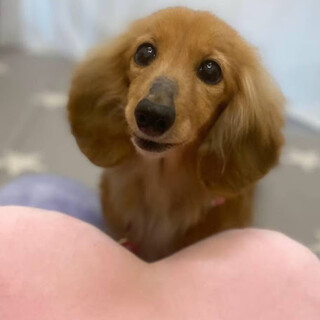 可愛いダックスの女の子