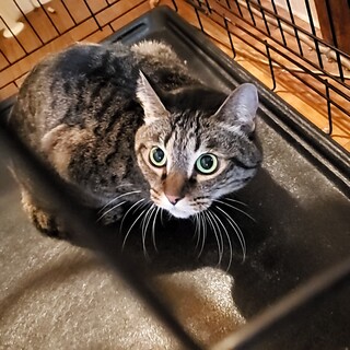 雑種  ツンデレタイプの甘えん坊の男の子です‼️