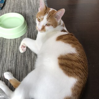 抱っこ大好きな甘えん坊！ニャン次郎★