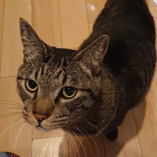 かなり甘えん坊♪　グレ君