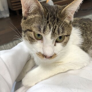 甘えん坊すぎるベル君！抱っこ大好きなイケメンです