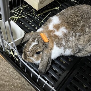 ホーランドロップ 女の子 3歳