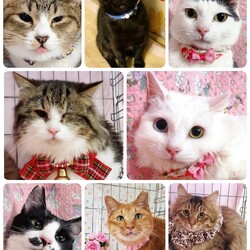 ねこざんまい譲渡会@東日本橋 サムネイル2