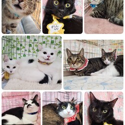 ねこざんまい譲渡会@東日本橋 サムネイル3