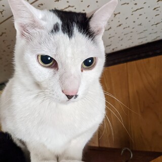 多頭飼育から救いたい！