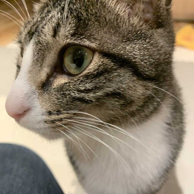 Tetto5のカバー写真