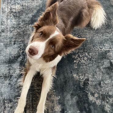 ぼくボーダーコリーのボリス。甘えん坊だと言われます。