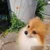 お顔の可愛いポメくん2歳　リラくん サムネイル4